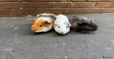 Guinea Pig rodents - Advert 9