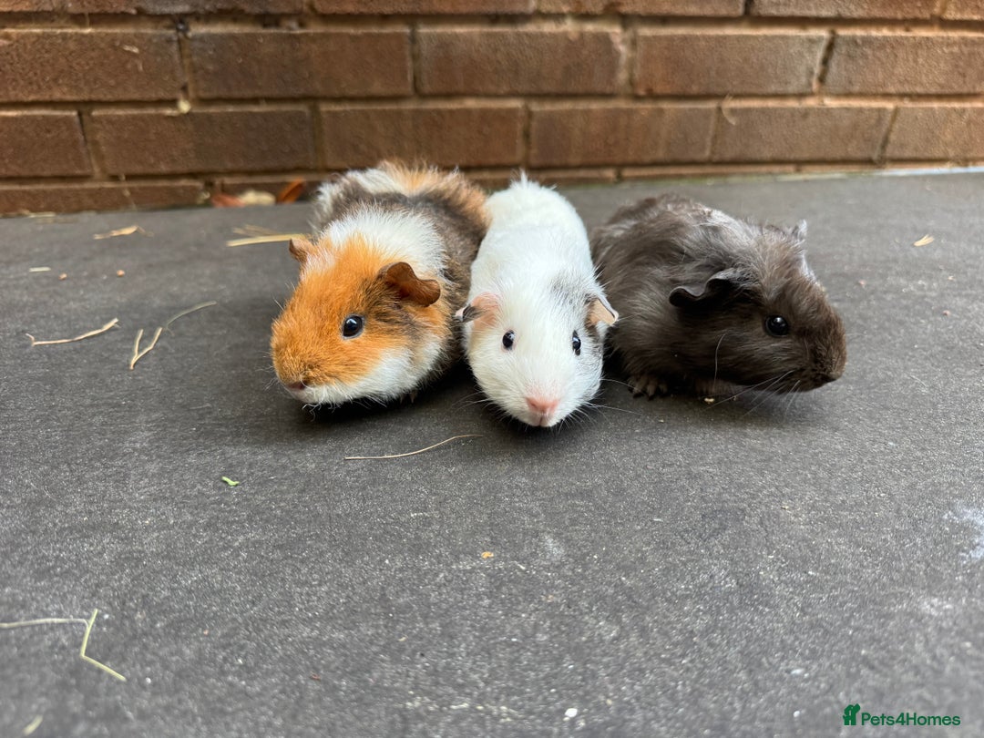 Guinea Pig rodents for sale: Beautiful Baby Female Guinea Pigs  - Image 3