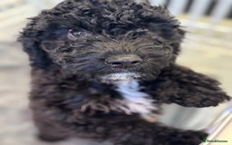 Cockapoo dogs for sale: Beautiful Cockapoos Full Health Tested  - Image 7