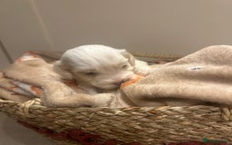 Mixed Breed dogs for sale: BEAUTIFUL PUPPIES - Cockapoo x Sproodle  - Image 13