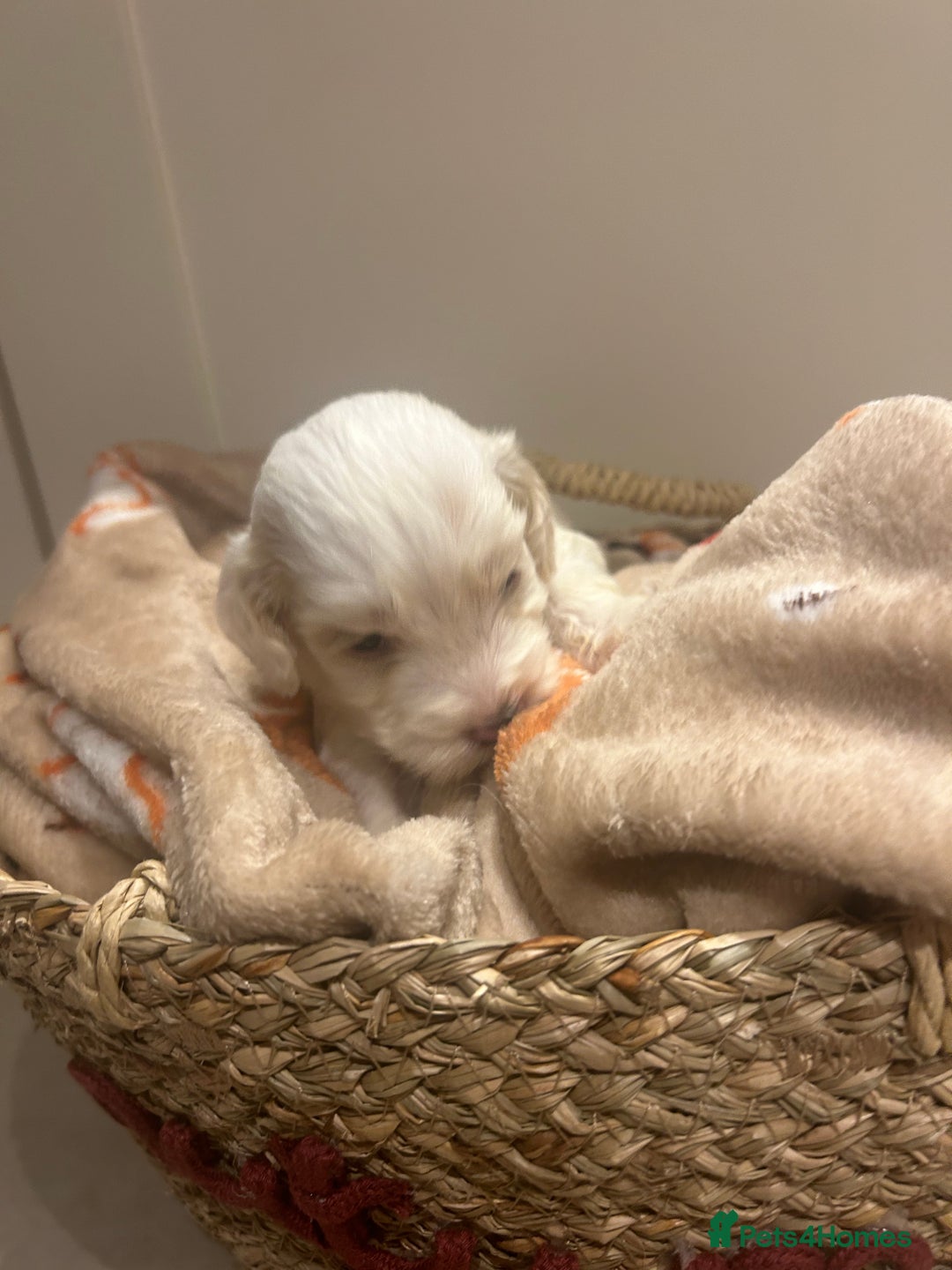 Mixed Breed dogs for sale: BEAUTIFUL PUPPIES - Cockapoo x Sproodle  - Image 13