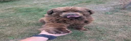 Newfoundland dogs for stud: Brown kc registered newfoundland  in Alcester - Advert 13