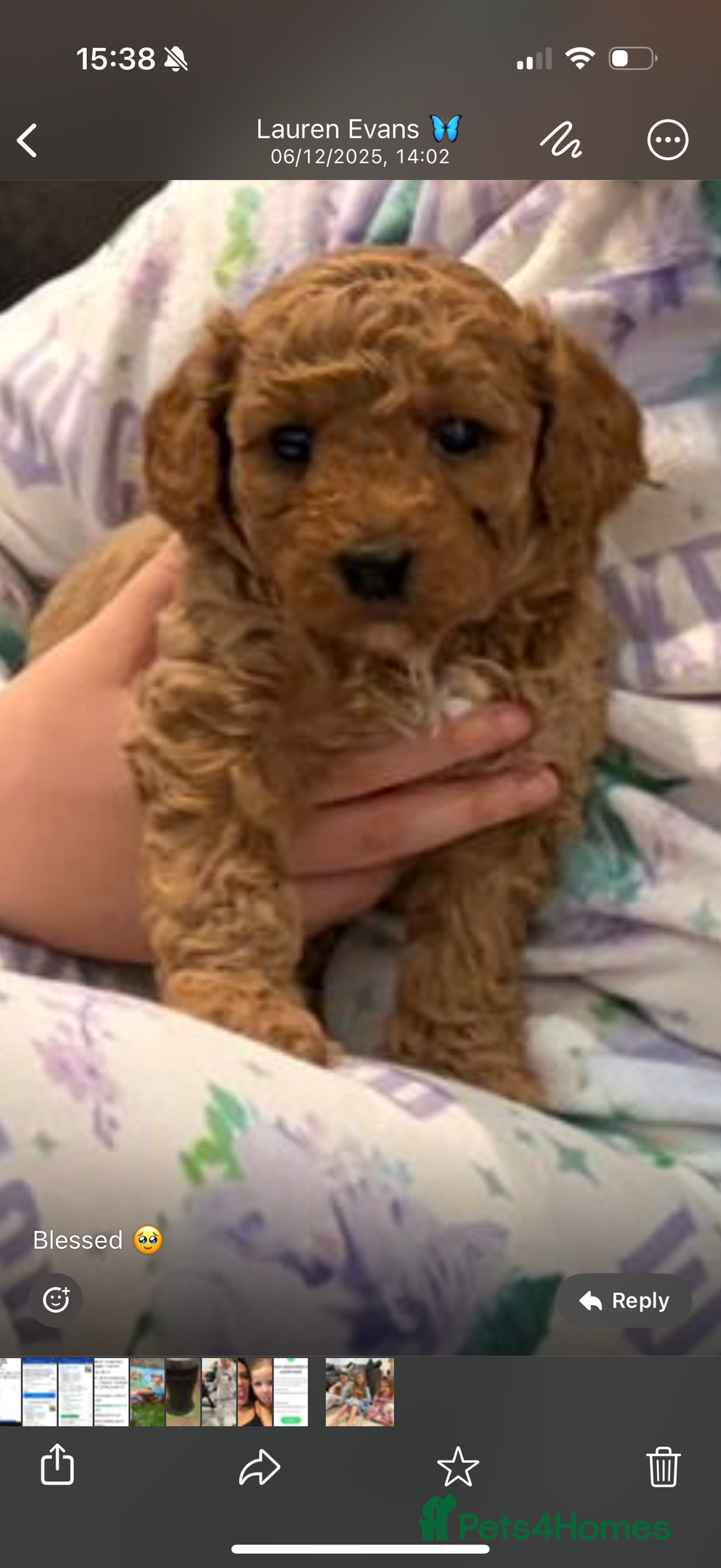 Maltipoo dogs for sale: 3 x male teddy maltipoos  - Advert 5