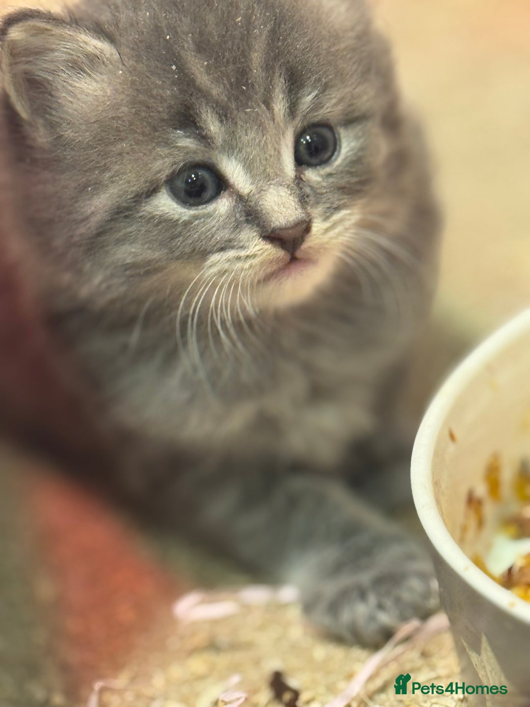 Mixed Breed cats for sale: 5 lovely kittens for sale  - Image 9