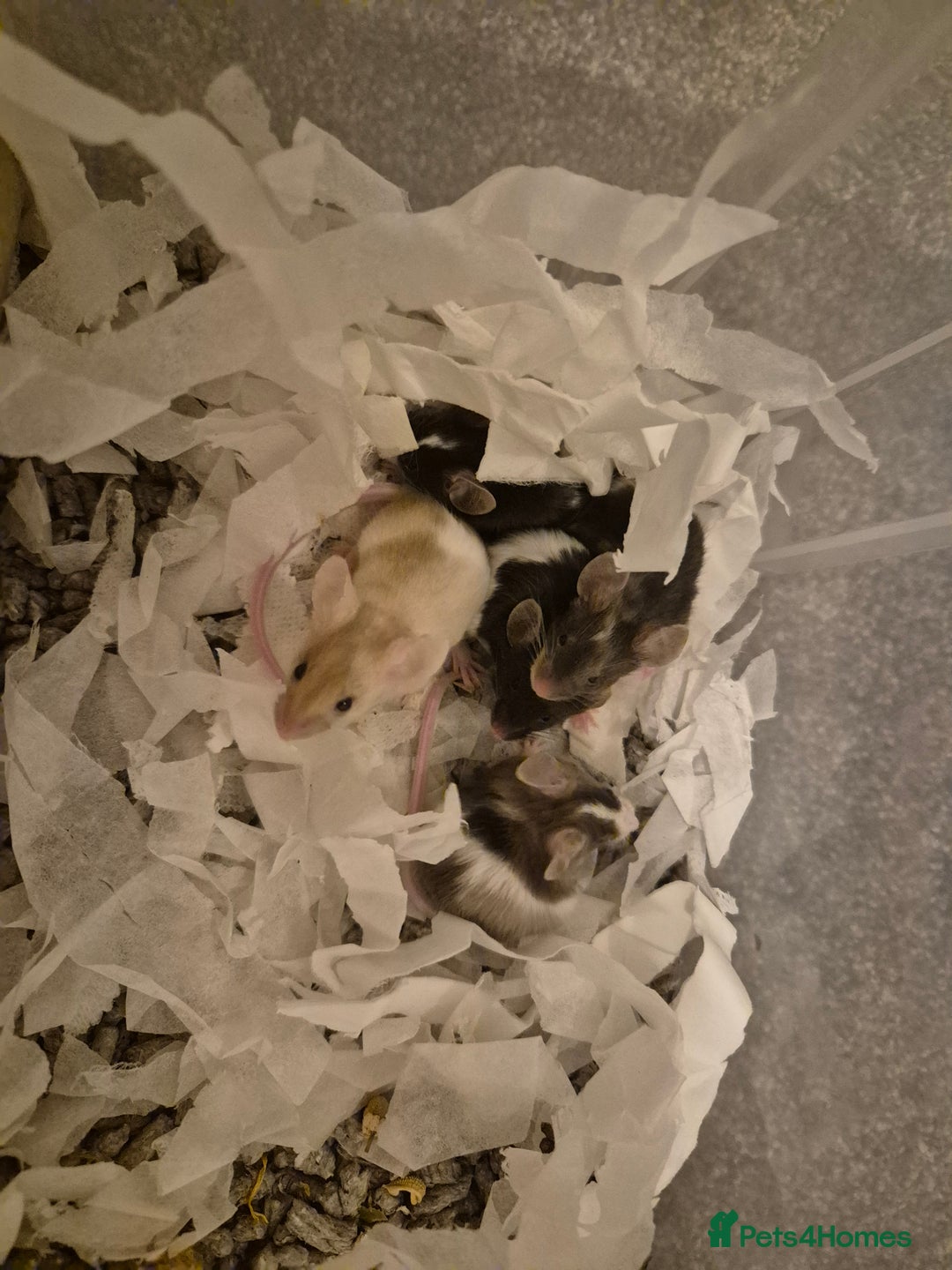 Mouse rodents for sale: Plenty of fancy mice available,Colours and genders - Advert 3