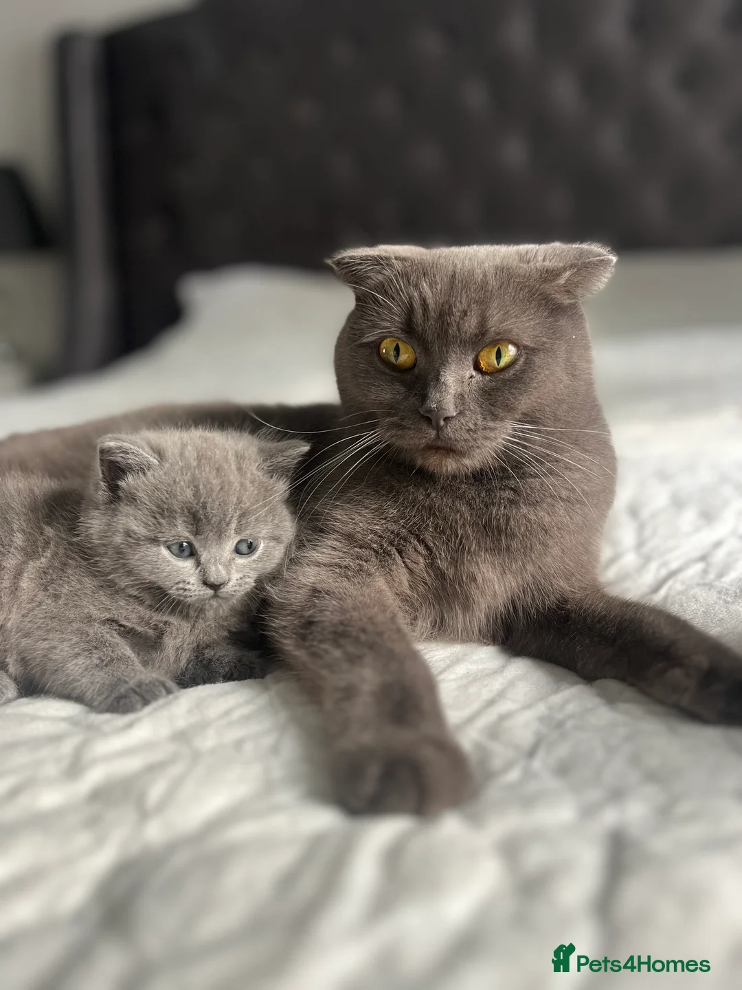 Scottish Fold cats for sale: Scottish fold/straight kittens  - Advert 7