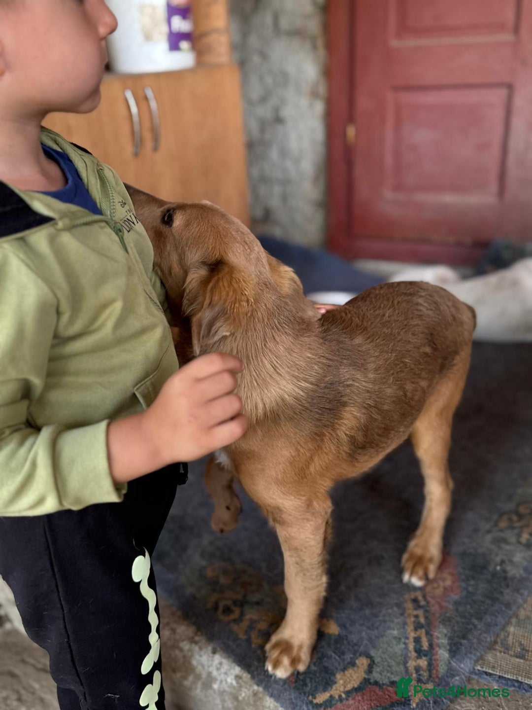 Mixed Breed dogs for adoption: THEO - a Superb Puppy Boy, for a Loving Home - Image 33