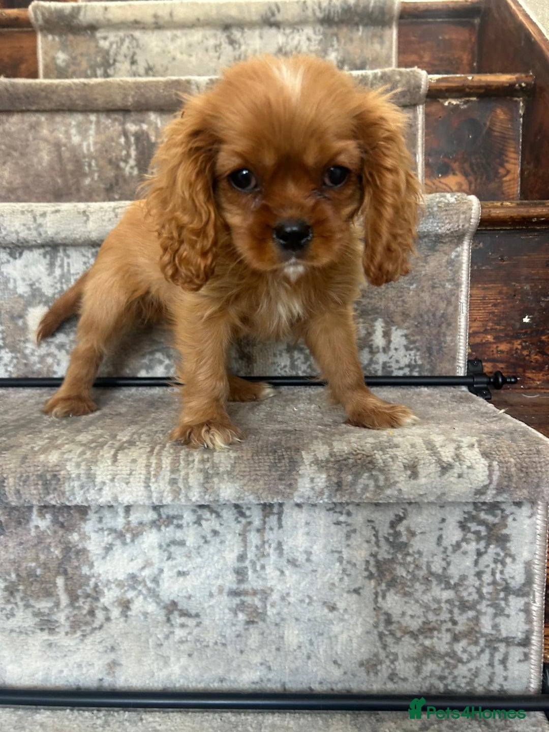 Cavalier King Charles Spaniel dogs for sale: KC King Charles Cavaliers.❤️Heart & Health Tested. - Image 7