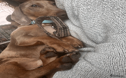 Miniature Dachshund dogs for sale: Buddy - Image 3