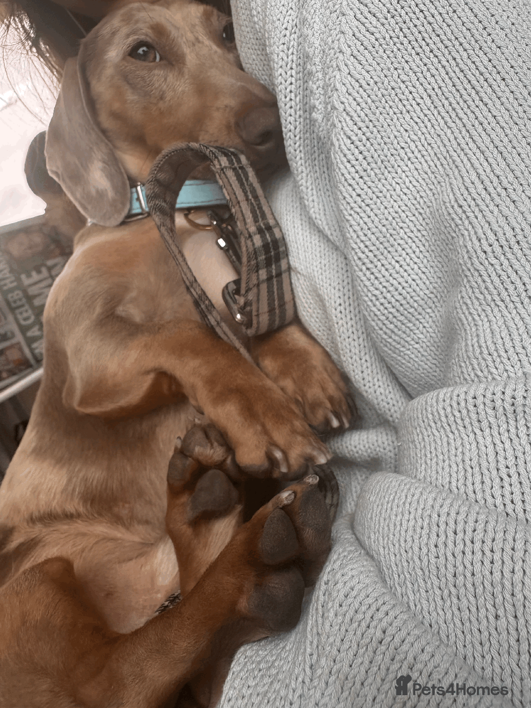 Miniature Dachshund dogs for sale: Buddy - Image 3