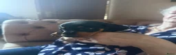 Miniature Dachshund dogs for sale: Miniature dachshund puppies - Advert 6