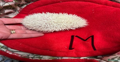 Pygmy Hedgehog rodents - Advert 12