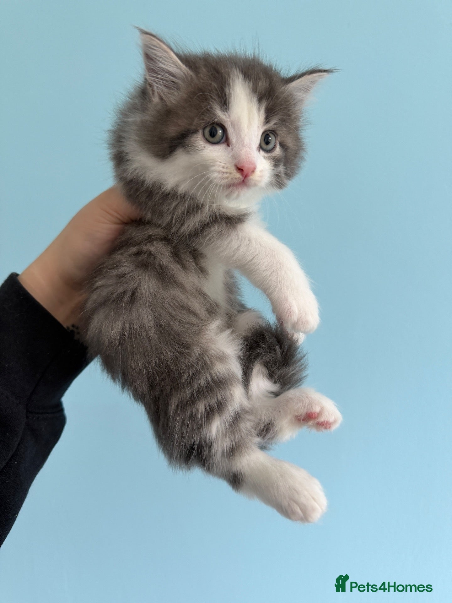Mixed Breed cats Beautiful kittens  - Advert 3
