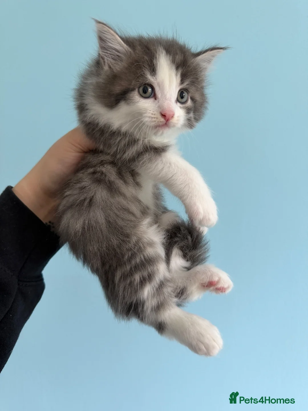 Mixed Breed cats for sale: Beautiful kittens  - Advert 1