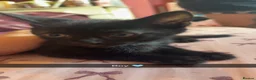 Bombay cats for sale: Beautiful kittens for sale  - Advert 2