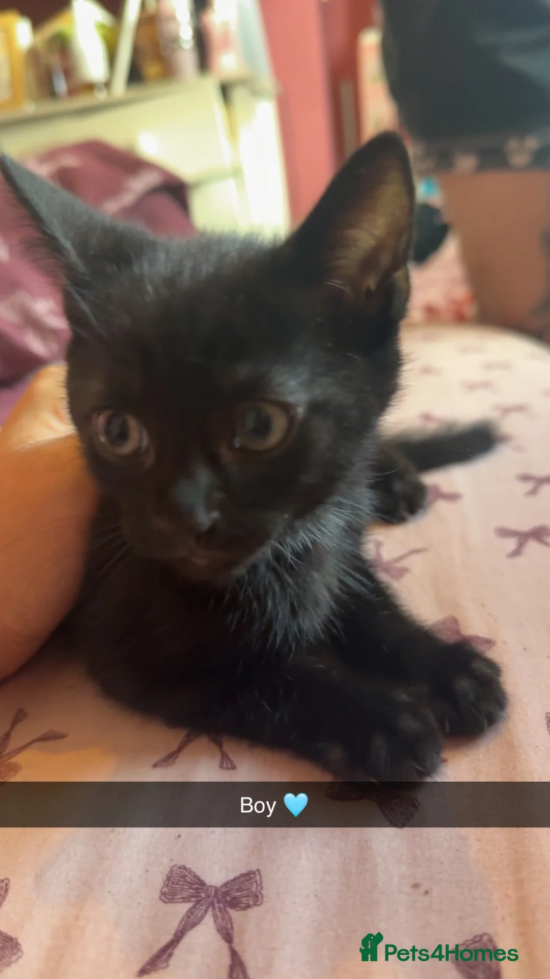 Bombay cats for sale: Beautiful kittens for sale  - Advert 2