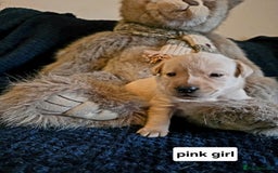 Labrador Retriever dogs for sale: Mr Neil Houston - Image 8