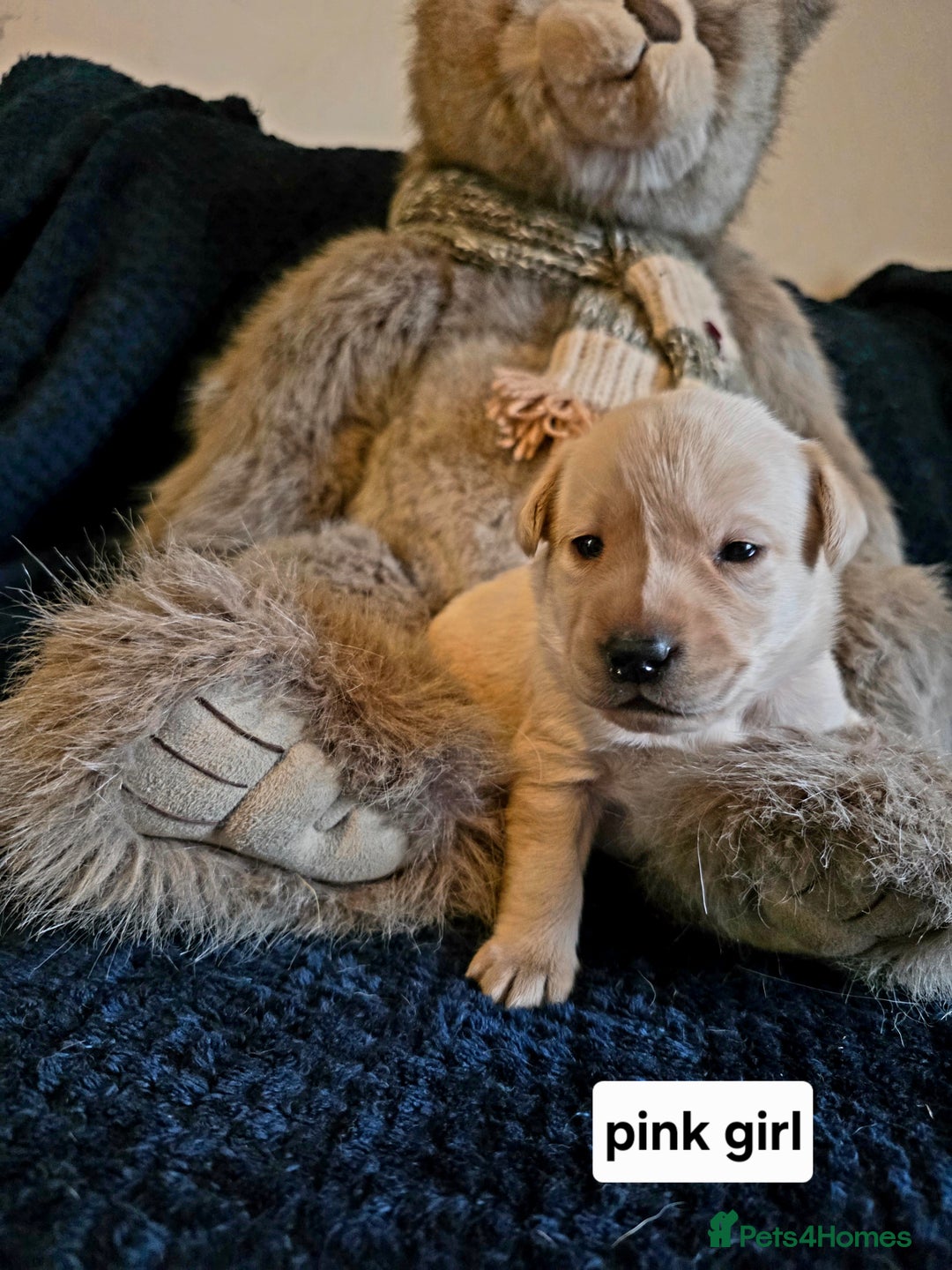 Labrador Retriever dogs for sale: Mr Neil Houston - Image 8