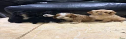Cockapoo dogs for sale: F1  miniature Cockapoo’s  - Advert 14