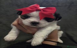 Shih Tzu dogs for sale: 3 Beautiful Shih Tzu girls left 🐶⭐️ - Advert 2