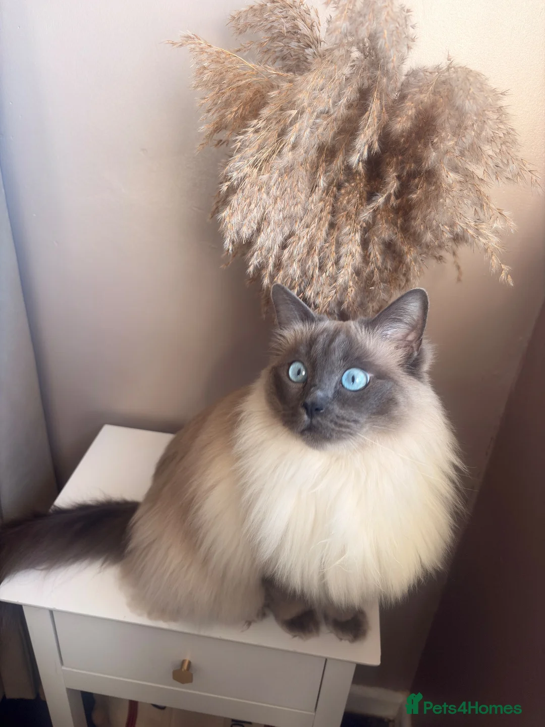 Ragdoll cats for sale: 🐾 Bluebell looking for her forever home 🐾 in Farnborough - Advert 3