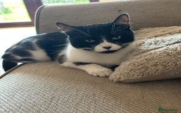 Mixed Breed cats for sale: Margot - Image 4