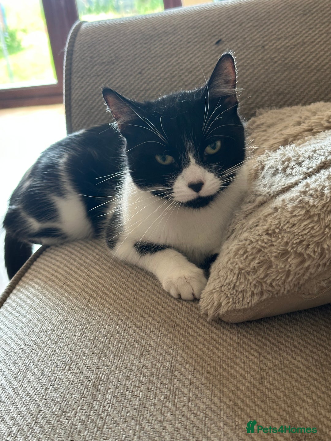 Mixed Breed cats for sale: Margot - Image 4