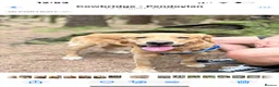 Golden Retriever dogs for sale: Murphy golden retriever  in Cardiff - Advert 11