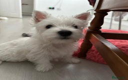 West Highland Terrier dogs for sale: West Highland White Terrier Puppies - Image 17