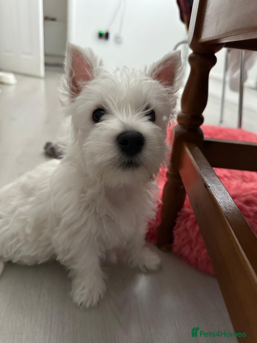 West Highland Terrier dogs for sale: West Highland White Terrier Puppies - Image 17