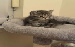 Exotic cats for sale: Kitten - Image 4