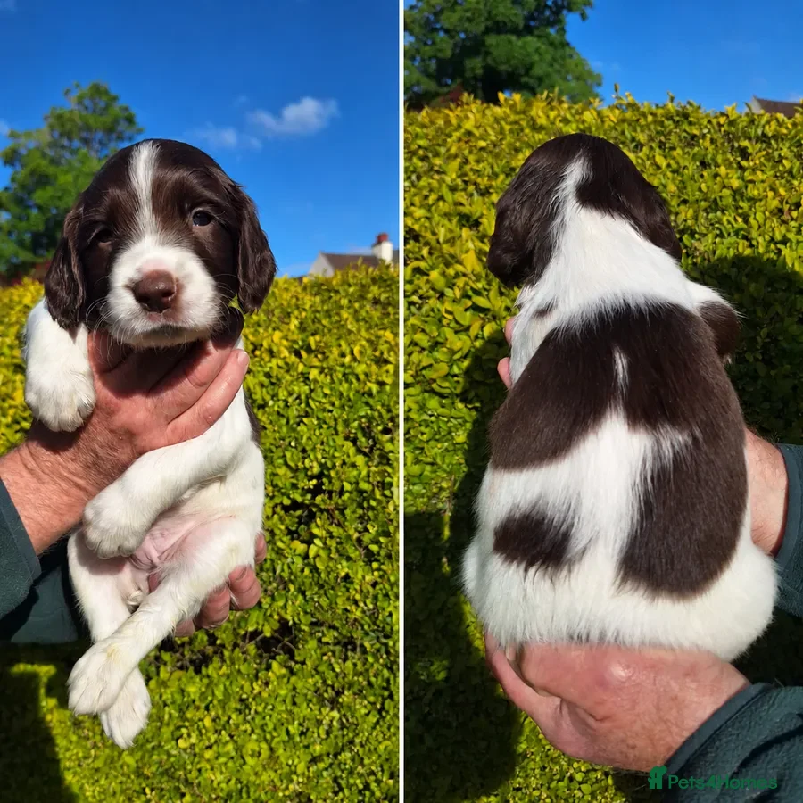 English Springer Spaniel dogs KC Working Springer Spaniel Puppies Heavily marked - Advert 15