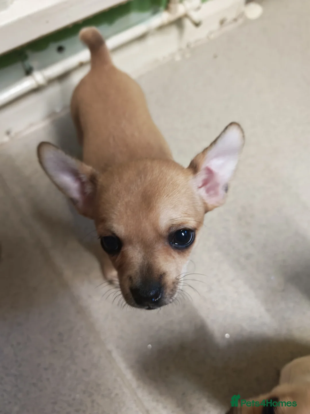Chihuahua dogs for sale: Chihuahua puppys - Advert 4