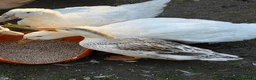Ducks poultry for sale: Mixture of ducks  - Advert 12