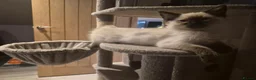 Ragdoll cats for sale: Very friendly ragdoll kittens - Advert 4