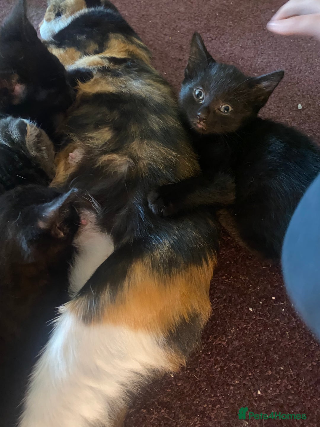Mixed Breed cats for sale: Beautiful mixed breed kittens ready to leave 🐱 - Image 7