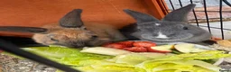 Mixed Breed rabbits for sale: 2 female rabbits & 2 tier hutch  in Tipton - Advert 5