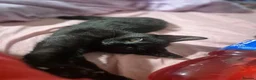 Mixed Breed cats for sale: 2 kittens - Advert 7