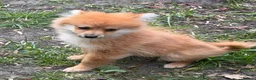 Pomeranian dogs for sale: Gorgeous Pomeranian puppies in London - Advert 10