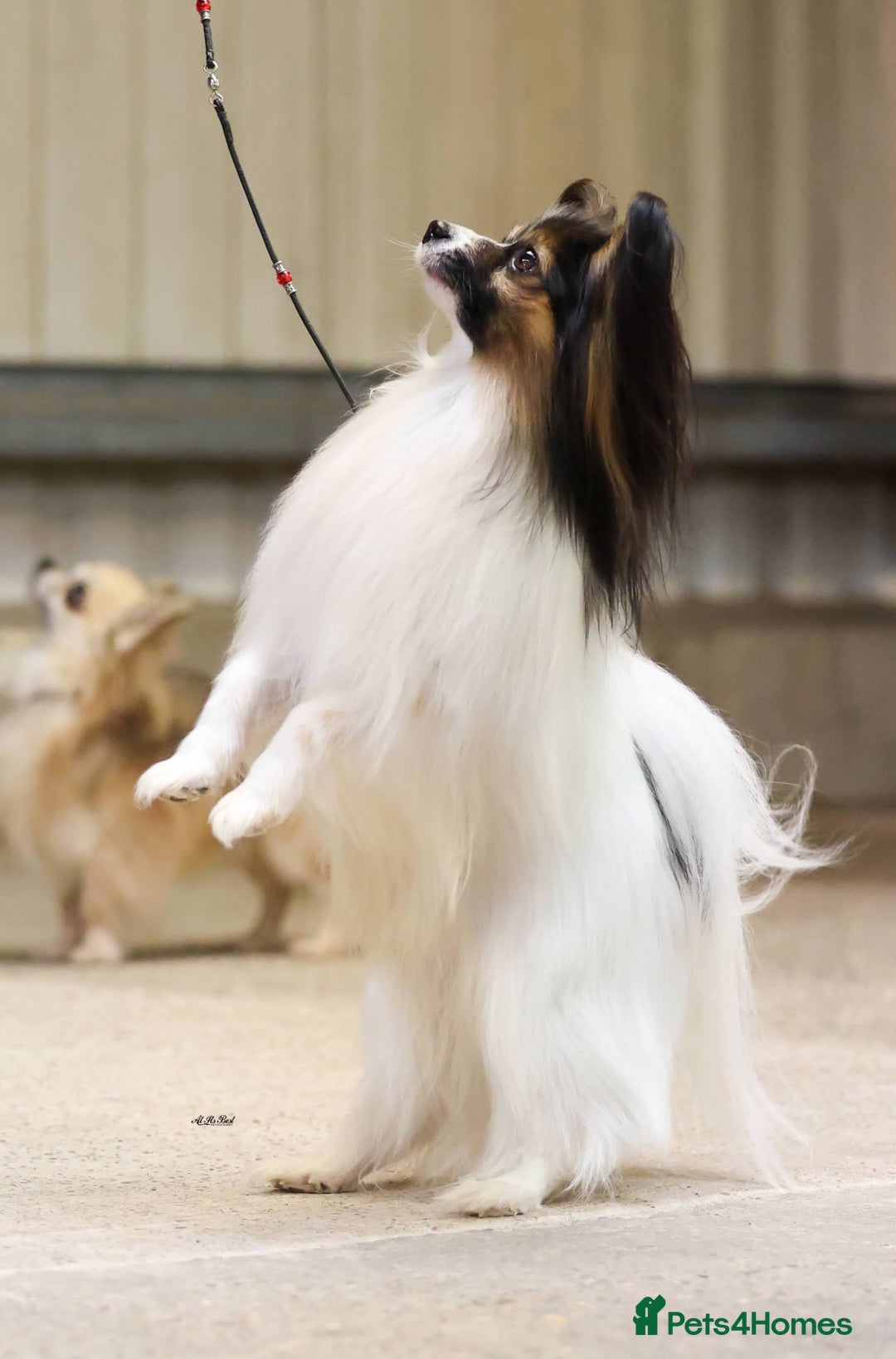 Papillon dogs for sale: Boy available  - Advert 3