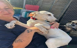 Mixed Breed dogs for adoption: Cheddar - Norwich Norfolk  - Image 1