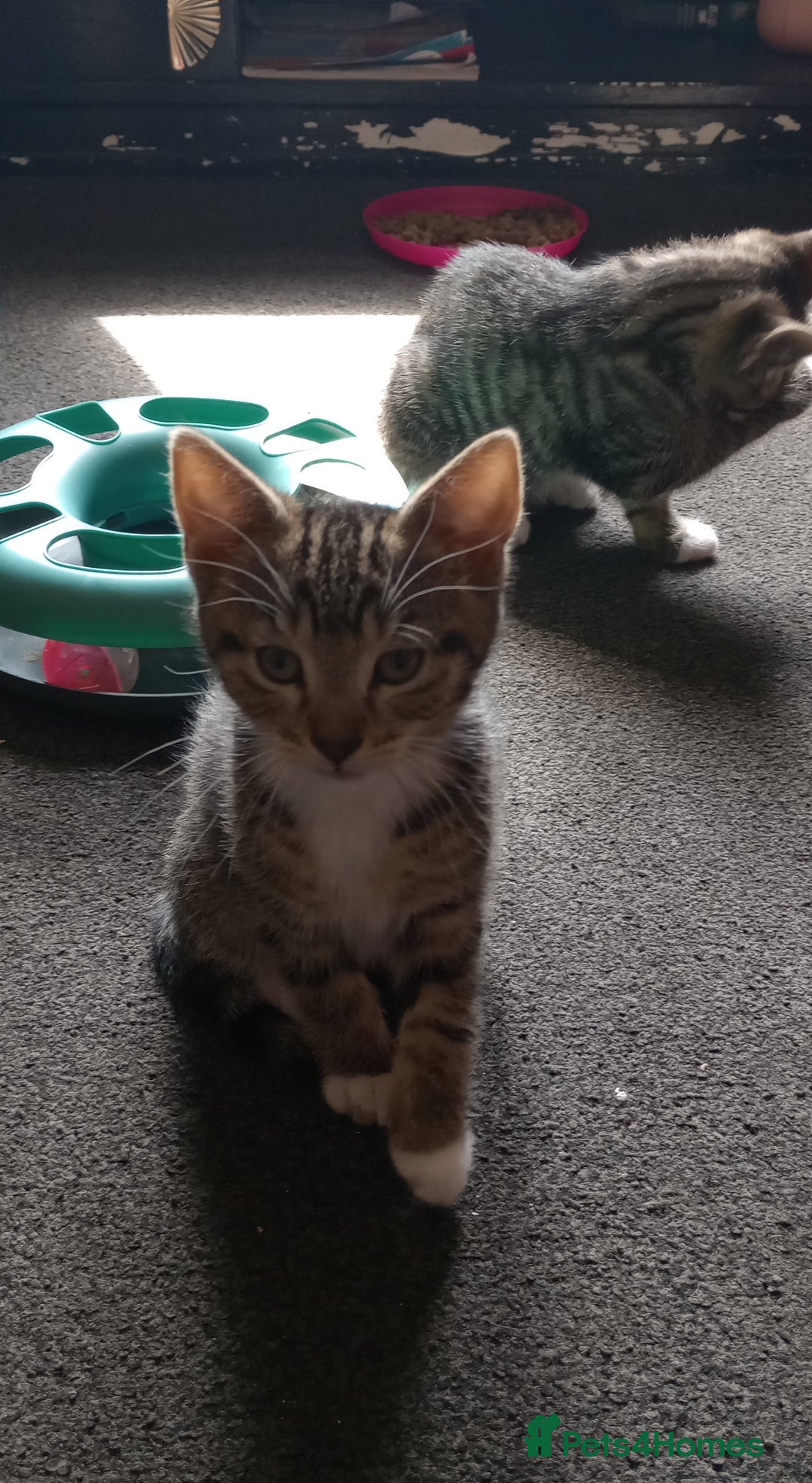 Mixed Breed cats for sale: 3 ADORABLE STRIPEY FURBALLS  - Image 15
