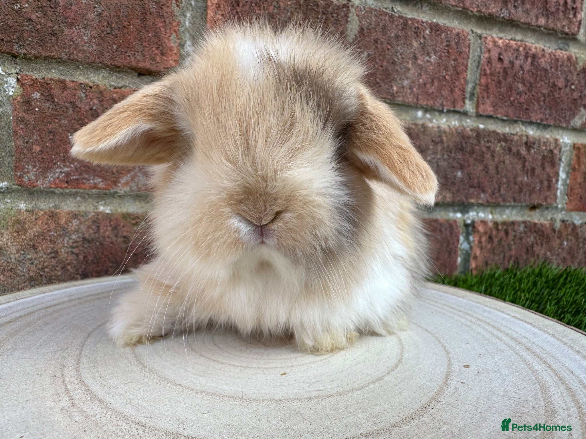 Mini Lop rabbits Stunning purebred mini lops  - Advert 2