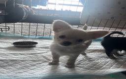 Chihuahua dogs for sale: 🐾Long haired chihuahua pups🐾2 boys💙💙1 girl💜 - Image 1