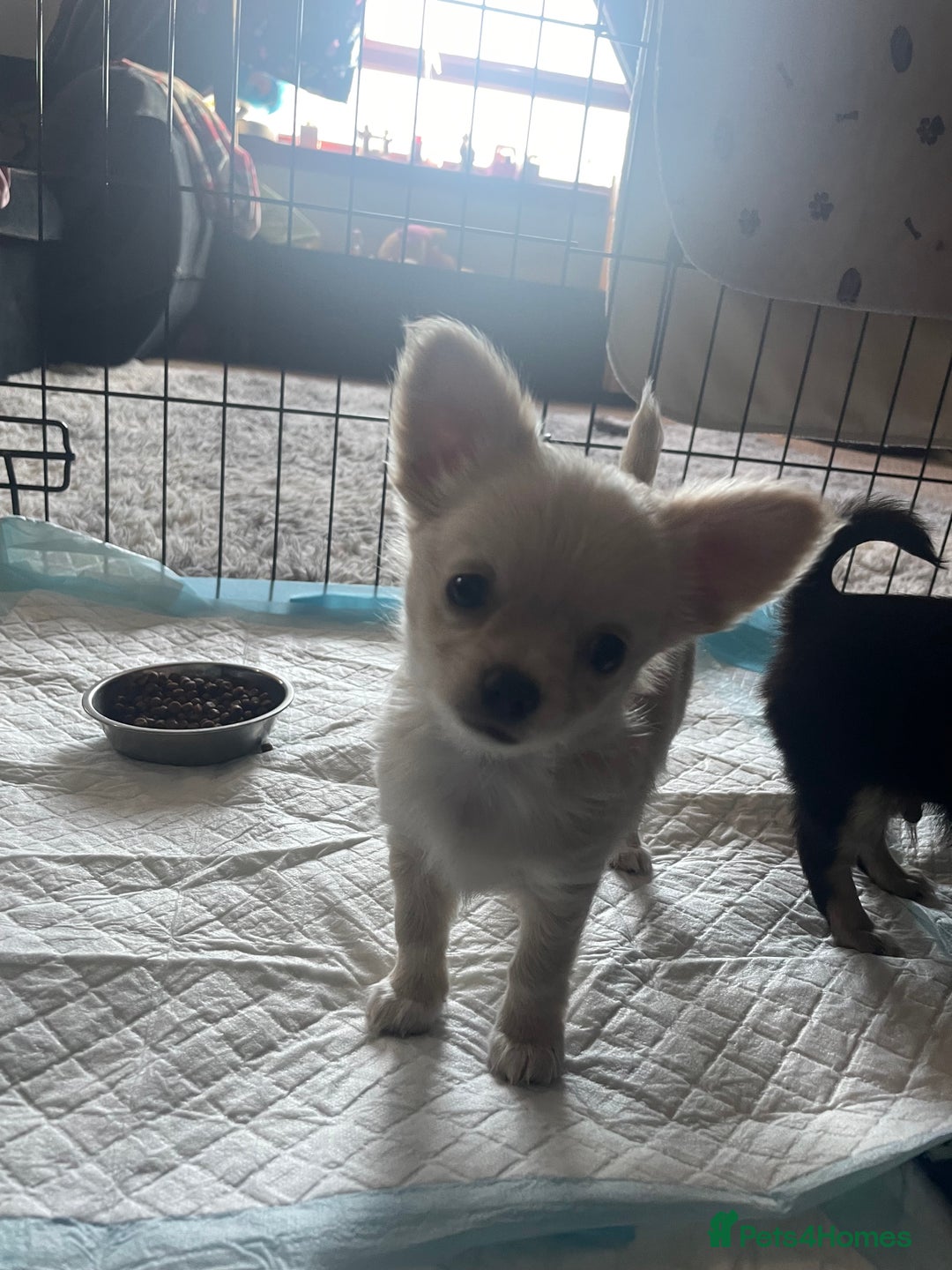 Chihuahua dogs for sale: 🐾Long haired chihuahua pups🐾2 boys💙💙1 girl💜 - Image 1