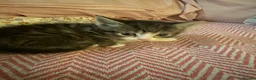 British Shorthair cats for sale: Gorgeous kitten's  - Advert 3