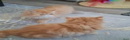 Persian cats for sale: GCCF Registered kittens for sale - Advert 8