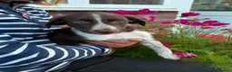 Border Collie dogs for sale: Welsh Border Collie Puppies Ready now - Advert 4