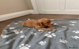 Cocker Spaniel dogs for sale: Cocker spaniel pups - Image 8