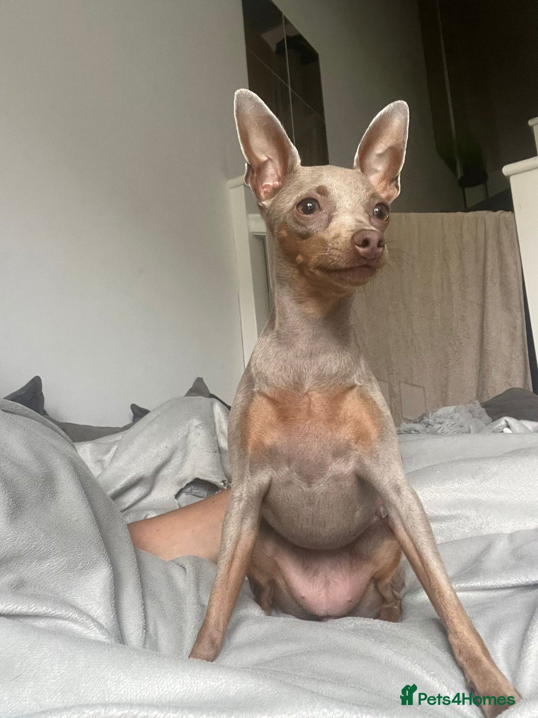 Miniature Pinscher dogs for sale: KC Reg Mini Pins, 2 remaining (READY TO LEAVE NOW) - Advert 6